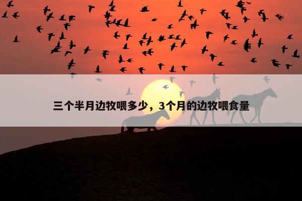 三个半月边牧喂多少，3个月的边牧喂食量
