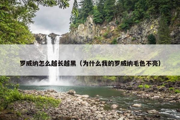 罗威纳怎么越长越黑（为什么我的罗威纳毛色不亮）