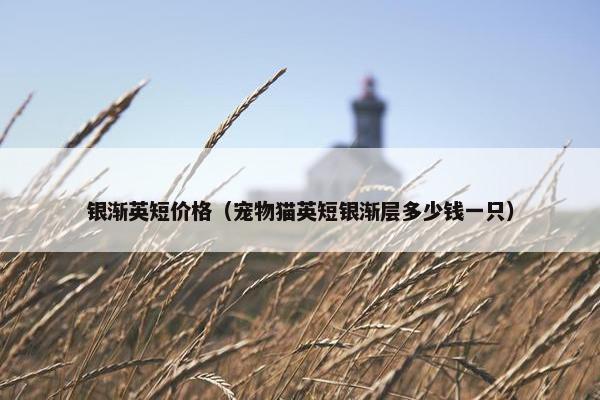 银渐英短价格(宠物猫英短银渐层多少钱一只)