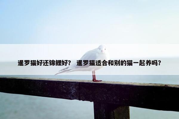 暹罗猫好还锦鲤好? 暹罗猫适合和别的猫一起养吗?