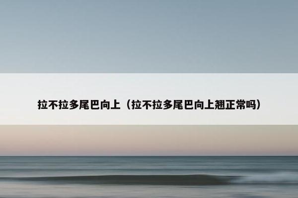 拉不拉多尾巴向上（拉不拉多尾巴向上翘正常吗）