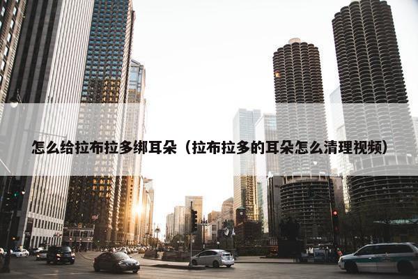 怎么给拉布拉多绑耳朵(拉布拉多的耳朵怎么清理视频)
