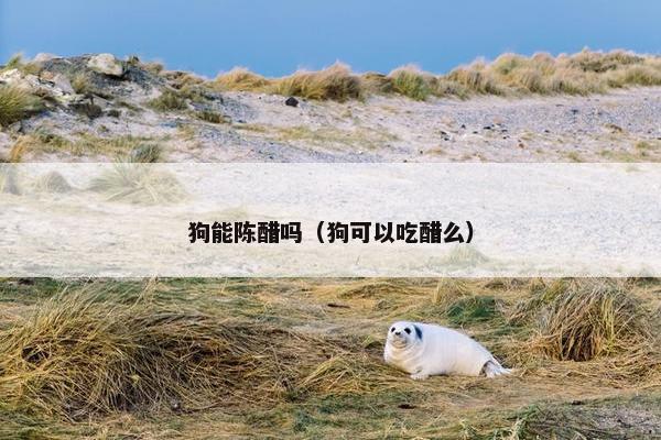狗能陈醋吗(狗可以吃醋么)