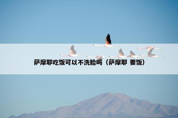 萨摩耶吃饭可以不洗脸吗（萨摩耶 要饭）