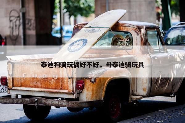 泰迪狗骑玩偶好不好，母泰迪骑玩具