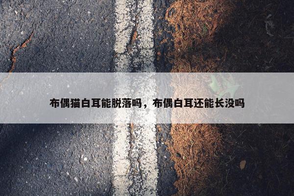 布偶猫白耳能脱落吗，布偶白耳还能长没吗
