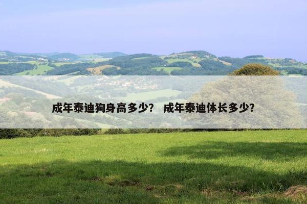 成年泰迪狗身高多少？ 成年泰迪体长多少？