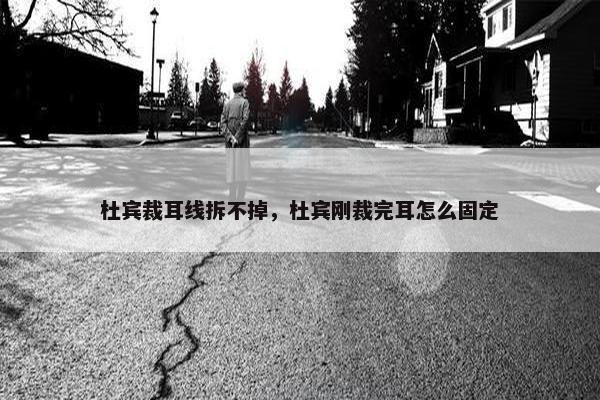 杜宾裁耳线拆不掉，杜宾刚裁完耳怎么固定