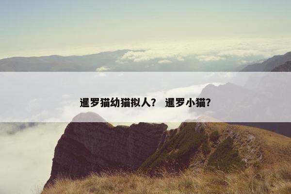 暹罗猫幼猫拟人？ 暹罗小猫？