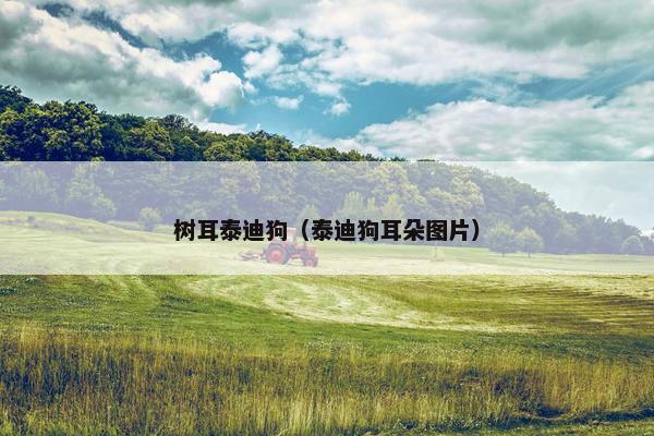 树耳泰迪狗（泰迪狗耳朵图片）