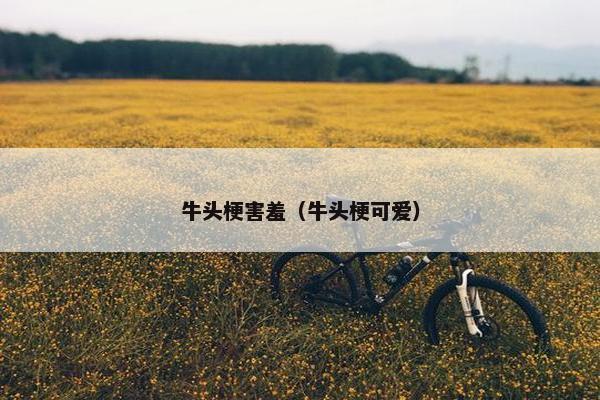 牛头梗害羞（牛头梗可爱）