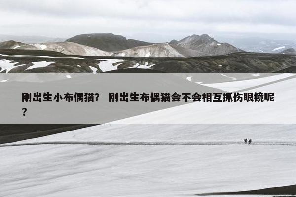 刚出生小布偶猫？ 刚出生布偶猫会不会相互抓伤眼镜呢？
