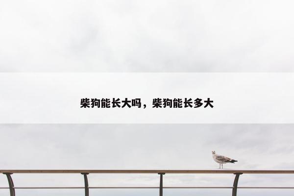 柴狗能长大吗，柴狗能长多大