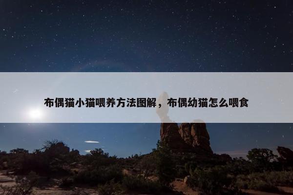 布偶猫小猫喂养方法图解，布偶幼猫怎么喂食