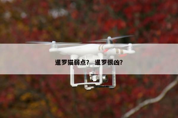 暹罗猫弱点？ 暹罗很凶？