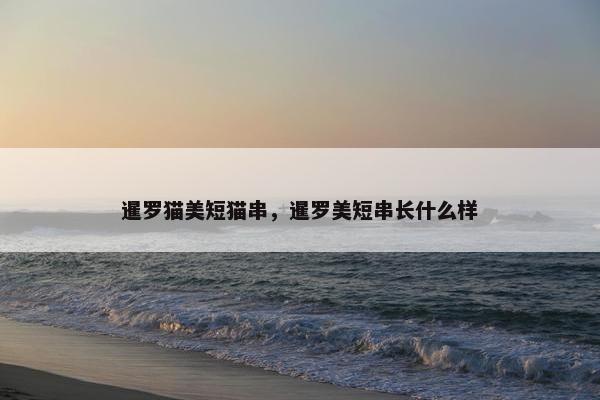 暹罗猫美短猫串，暹罗美短串长什么样