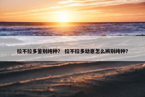 拉不拉多鉴别纯种？ 拉不拉多幼崽怎么辨别纯种？