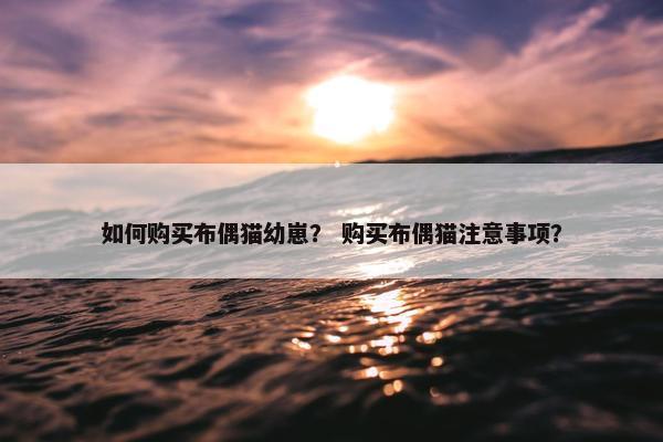 如何购买布偶猫幼崽？ 购买布偶猫注意事项？