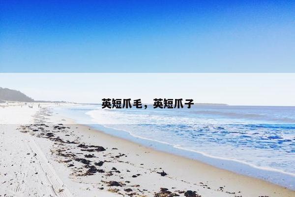 英短爪毛，英短爪子