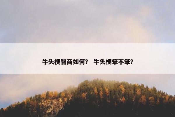 牛头梗智商如何? 牛头梗笨不笨?