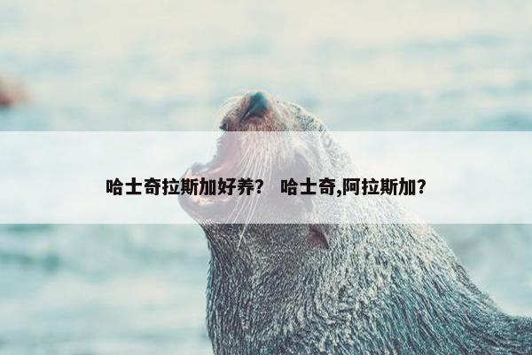哈士奇拉斯加好养? 哈士奇,阿拉斯加?