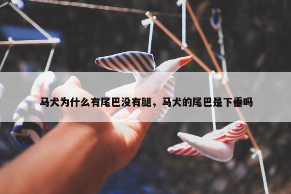 马犬为什么有尾巴没有腿，马犬的尾巴是下垂吗