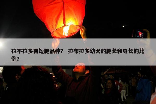 拉不拉多有短腿品种？ 拉布拉多幼犬的腿长和身长的比例？