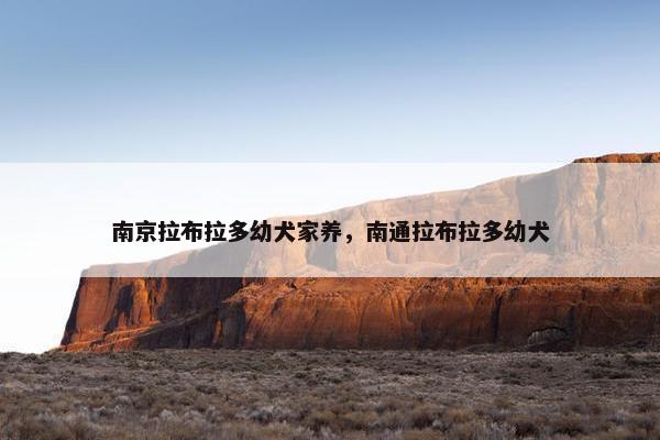 南京拉布拉多幼犬家养，南通拉布拉多幼犬