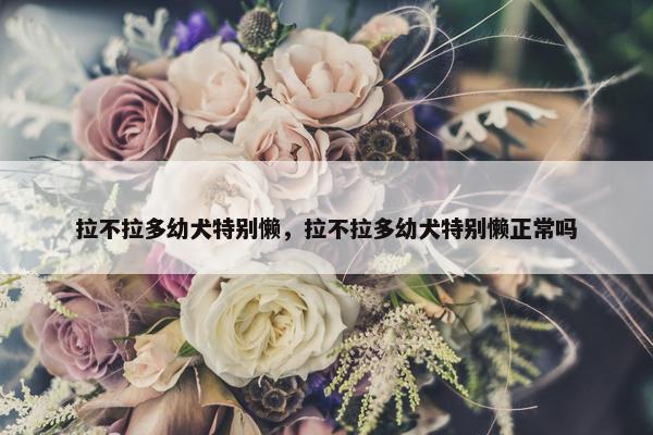 拉不拉多幼犬特别懒，拉不拉多幼犬特别懒正常吗