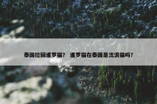泰国捡回暹罗猫? 暹罗猫在泰国是流浪猫吗?
