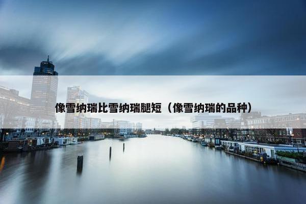 像雪纳瑞比雪纳瑞腿短(像雪纳瑞的品种)