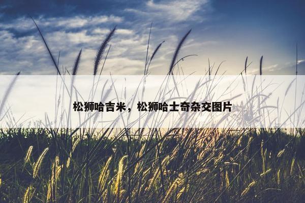 松狮哈吉米，松狮哈士奇杂交图片