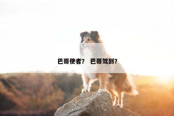 巴哥使者? 巴哥驾到?