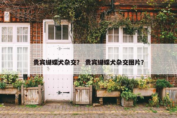 贵宾蝴蝶犬杂交? 贵宾蝴蝶犬杂交图片?