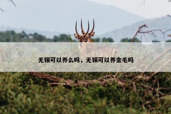 无锡可以养么吗，无锡可以养金毛吗