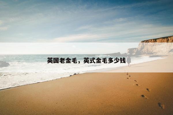 英国老金毛，英式金毛多少钱