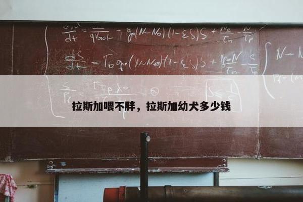 拉斯加喂不胖，拉斯加幼犬多少钱