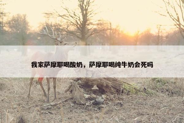 我家萨摩耶喝酸奶，萨摩耶喝纯牛奶会死吗