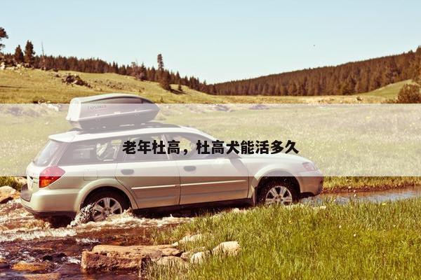 老年杜高，杜高犬能活多久