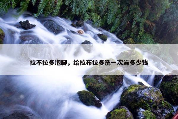 拉不拉多泡脚，给拉布拉多洗一次澡多少钱