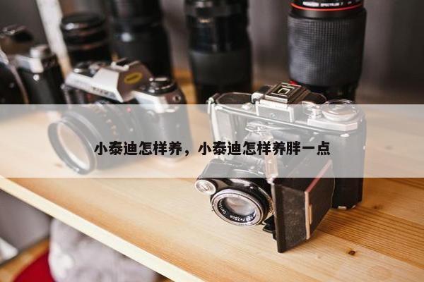 小泰迪怎样养，小泰迪怎样养胖一点