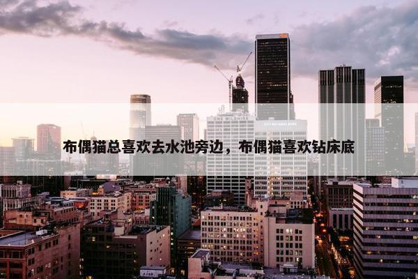 布偶猫总喜欢去水池旁边，布偶猫喜欢钻床底