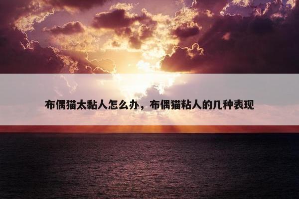布偶猫太黏人怎么办，布偶猫粘人的几种表现