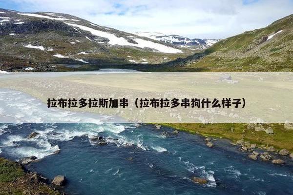 拉布拉多拉斯加串（拉布拉多串狗什么样子）