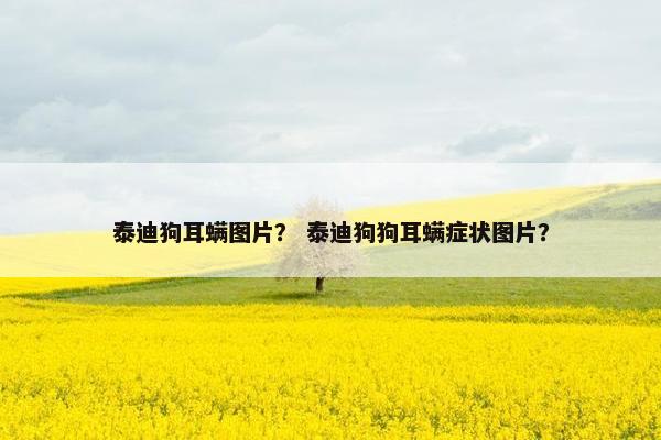 泰迪狗耳螨图片？ 泰迪狗狗耳螨症状图片？