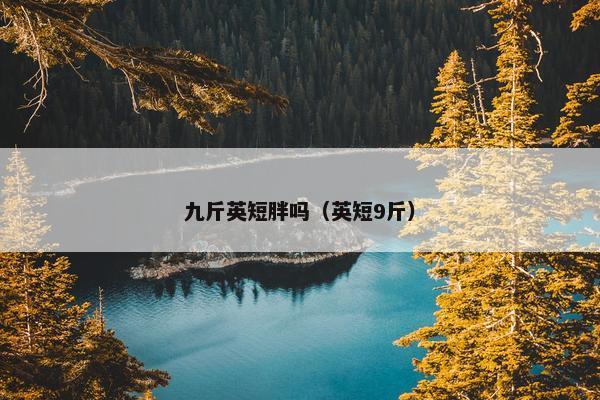 九斤英短胖吗（英短9斤）