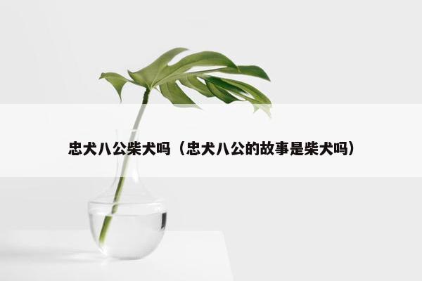 忠犬八公柴犬吗（忠犬八公的故事是柴犬吗）