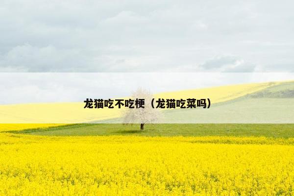 龙猫吃不吃梗（龙猫吃菜吗）