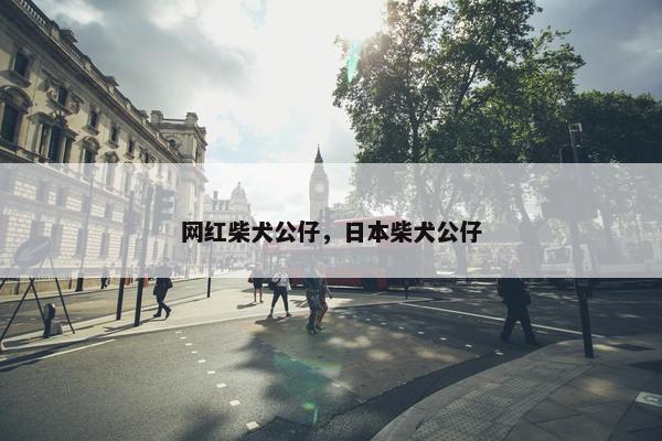 网红柴犬公仔，日本柴犬公仔