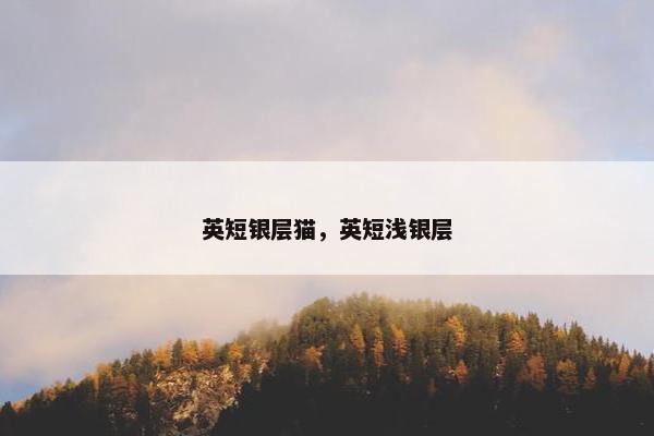 英短银层猫，英短浅银层
